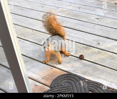 An Eastern Fox (or Red) Squirrel, Sciurus Niger, coming up on a wooden deck in rural Missouri, MO, United States, US, USA, looking for a walnut. Stock Photo