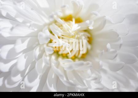Fotografía suave de una flor Aster blanca Stock Photo