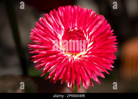 Fotografía macro de una pequeña flor roja con el fondo desenfocado Stock Photo