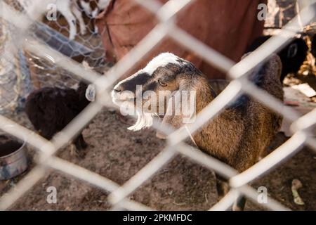 Looking at a goat through a fence in Merzouga Morocco Stock Photo