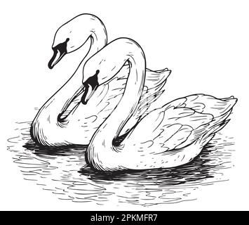 Swans swimming in the pond hand drawn sketch in doodle style illustration Stock Vector