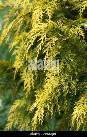 Yellow, Foliage, Coniferous, Branch, Chamaecyparis lawsoniana 'Stardust' Stock Photo