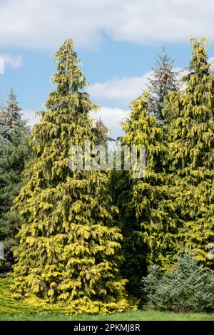 Evergreen, Conical, Tree, Lawson False Cypress, Chamaecyparis lawsoniana 'Stardust' Port Orford Cedar Stock Photo