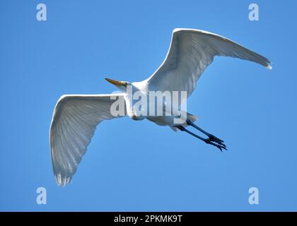 A close-up of a white Great Egret soaring, with its wings spread, above a beach in Costa Rica with a bright blue sky background. Stock Photo