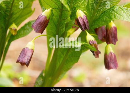 European Scopolia carniolica Flower Stock Photo