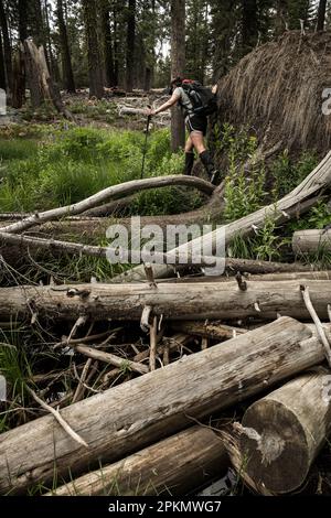 Woman Balances on Tree Limbs as she Crosses Marshy area in the yosemite backcountry area Stock Photo