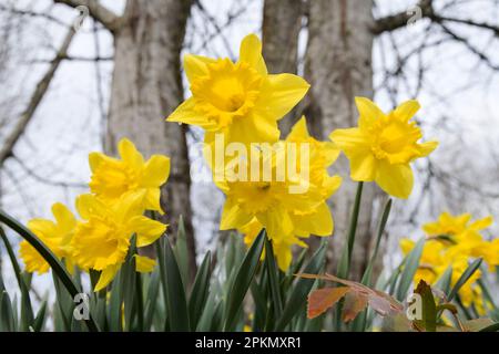 Daffodil flowers in closeup growing in woodland  with yellow trumpets viewed from below Stock Photo