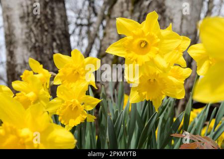 Woodland daffodils growing in woodland in spring with yellow flowers Stock Photo