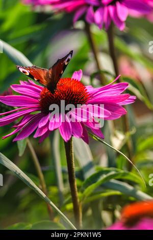 Beautiful summer flower scenery. Close up of a butterfly on a pink flower. Photo in shallow depth of field. Stock Photo