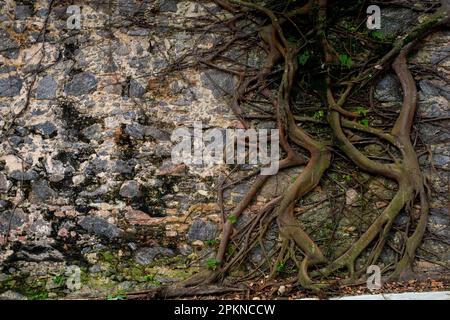 tree roots stuck in old stone wall, in nature location, front view Stock Photo