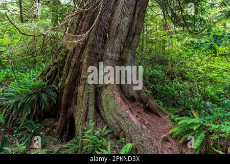 Western Red Cedar (Thuja plicata) tree along Big Tree Trail, Meares Island, Tofino, Canada. Stock Photo