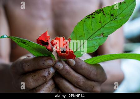 Identifying Chacruna Black chacruna (Psychotria viridis) is often combined with Ayahasca for ...