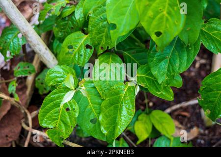 Ayahuasca (Banisteriopsis caapi) is boiled and distilled plant used in sacred, ritual practice in the Amazon River Basin Stock Photo