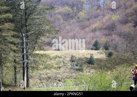 Azurki, Euskadi, Spain. 8th Apr, 2023. Azurki, Spain, April 08th, 2023: The stretched breakout during the 6th Stage of the Itzulia Basque Country 2023 with start and finish in Eibar, on April 08, 2023, in Azurki, Spain. (Credit Image: © Alberto Brevers/Pacific Press via ZUMA Press Wire) EDITORIAL USAGE ONLY! Not for Commercial USAGE! Stock Photo