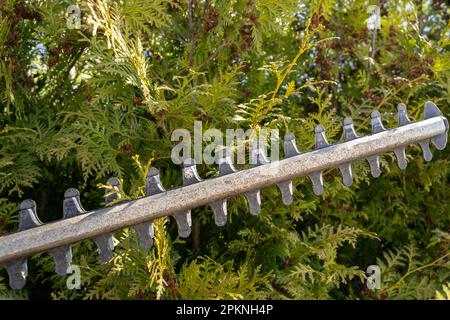 Hedge trimmer with hedges in the background Stock Photo