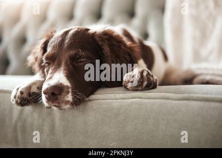 Can we do something fun now. an adorable dog looking bored while lying on the couch at home. Stock Photo