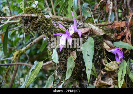 Pleione formosana, the Taiwan pleione or windowsill orchid, is a species of flowering plant in the family Orchidaceae Stock Photo