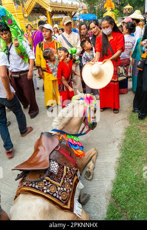 Pai,Northern Thailand-April 4th 2023: A crowd looks on,as a horse dressed in ceremonial garb collapses,and is helped by a woman, who uses her large ha Stock Photo