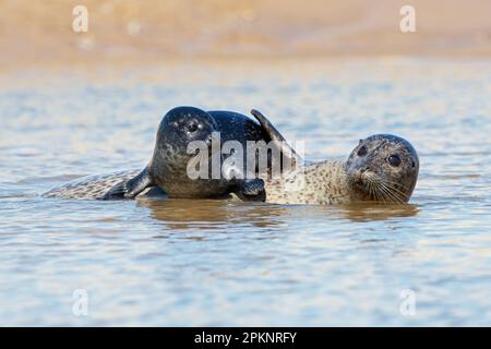 Playful Harbour Seal Pup (Phoca vitulina) on the Norfolk coast Stock Photo
