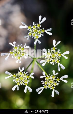 Mediterranean hartwort flowering Stock Photo