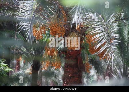 Bunches of ripe dates growing on date palm tree. Dhaka, Bangladesh. Stock Photo