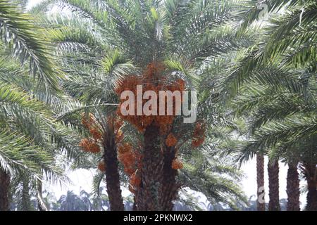 Bunches of ripe dates growing on date palm tree. Dhaka, Bangladesh. Stock Photo