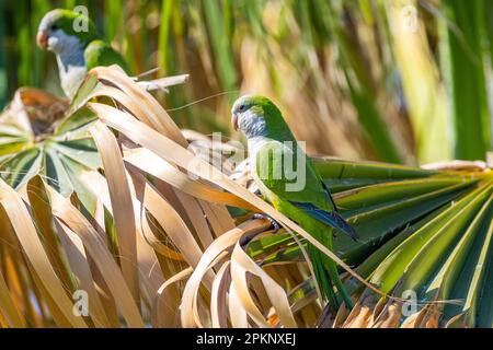 Monk parakeet, Myiopsitta monachus, Malaga, Spain. Stock Photo