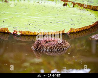 Victoria amazonica in the Natura Park In Amzonia, Colombia. It is a species of flowering plant, the largest of the Nymphaeaceae family of water lilies Stock Photo