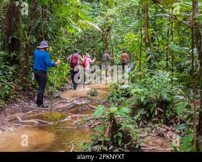Leticia, Colombia - Dec, 2021: Trekking through rainforest of the Amazon jungle. Amazonia. South America Stock Photo