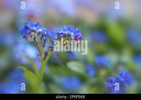 Blooming Forget-me-not (Myosotis) in the garden, blue flowers against a green background, romantic greeting card for spring holidays, close up, copy s Stock Photo