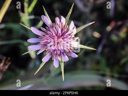 Jerusalem star flowering Stock Photo