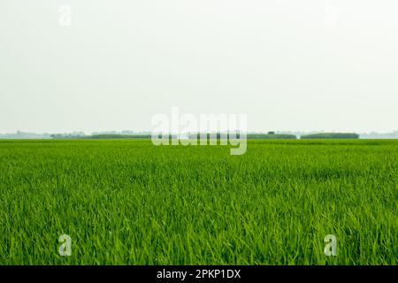 The lush green paddy fields never fail to catch your attention. Paddy rice is a staple crop for much of the world's population. Stock Photo