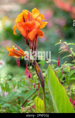 Pretoria' Variegated Orange Flowering Canna Lily