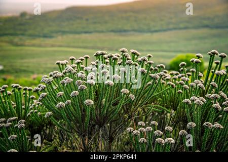 Fynbos, heathland vegetation, Grootbos, Gansbay, Western Cape, South Africa, Africa Stock Photo