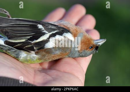The common chaffinch or simply the chaffinch (Fringilla coelebs). A dead bird lying on the sidewalk. Stock Photo