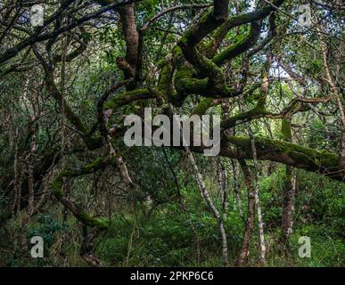 Milkwood Forest, Grootbos, Gansbay, Western Cape, South Africa, Africa Stock Photo