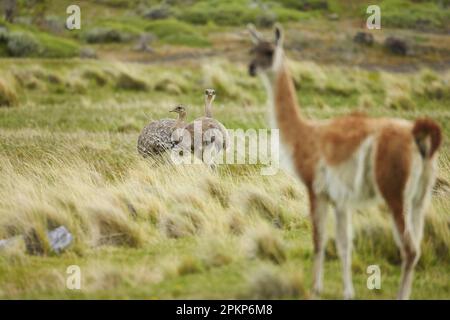 Lesser Rhea (Rhea pennata) two adults, with Guanaco (Lama guanicoe) in foreground, Torres del Paine N. P. Southern Patagonia, Chile, South America Stock Photo