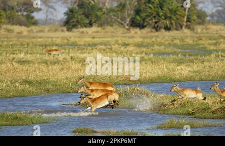 Red Lechwe (Kobus leche leche) adult females and calves, running and jumping through water in wetland habitat, Kafue N. P. Zambia Stock Photo