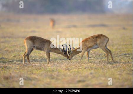 Puku (Kobus vardonii) two adult males, fighting, Kafue N. P. Zambia Stock Photo