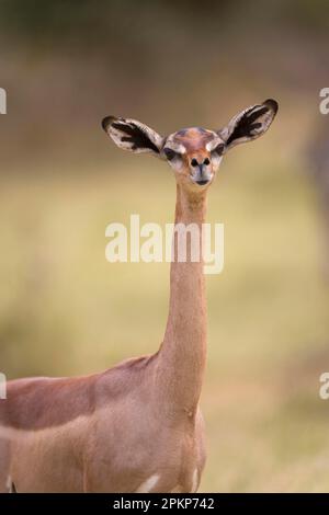 Gerenuk (Litocranius walleri) adult female, close-up of head and neck, Samburu National Reserve, Kenya, Africa Stock Photo