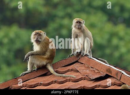 Crab-eating macaques (Macaca fascicularis), Javanese monkeys, Long-tailed macaque, Monkeys, Macaques, Primates, Mammals, Animals, Crab-eating macaque Stock Photo