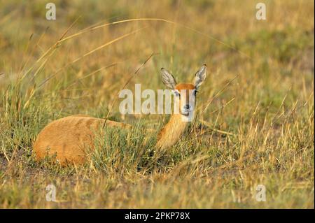 Oribi (Ourebia ourebi) adult female, resting in grass, Kafue N. P. Zambia Stock Photo