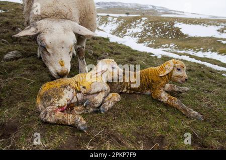 Domestic Sheep, Texel ewe with newborn twin lambs, in snow covered pasture, England, United Kingdom, Europe Stock Photo