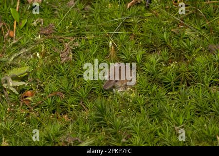 Eurasian pygmy shrew (Sorex minutus), pygmy shrews, shrew, shrews, insectivores, mammals, animals, Eurasian Pygmy Shrew adult, amongst moss, Norfolk, Stock Photo