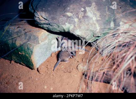 Fat-tailed dunnart (Sminthopsis crassicaudata), Fat-tailed Dunnart Mouse, Fat-tailed Dunnart Mice, Marsupials, Animals, Fat-tailed Dunnart Two on grou Stock Photo