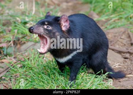 Tasmanian devil (Sarcophilus harrisii), You can't go to Tas…