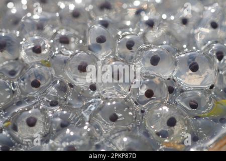 Grass Frog, common frogs (Rana temporaria), Amphibians, Other animals, Frogs, Animals, Common Frog close-up of freshly laid spawn, Powys, Wales, Unite Stock Photo