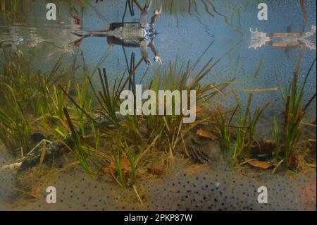 Adult common frog (Rana temporaria), with spawn under water in montane basin during breeding season, Italy, Europe Stock Photo