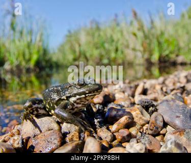 Marsh frog (Pelophylax ridibundus), adult, sitting on a gravel at the edge of the pool habitat, Dungeness, Kent, England, United Kingdom, Europe Stock Photo