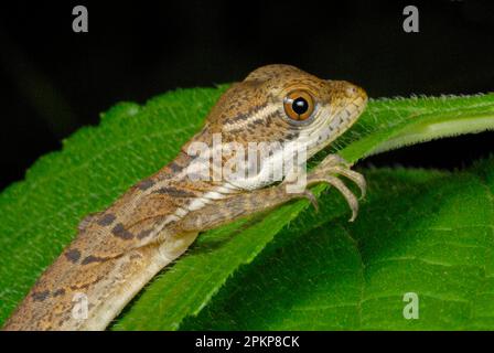 Common Basilisk (Basiliscus basiliscus) young, close-up of head and front leg, resting on leaf in rainforest, Drake Bay, Osa Peninsula, Puntarenas Pro Stock Photo